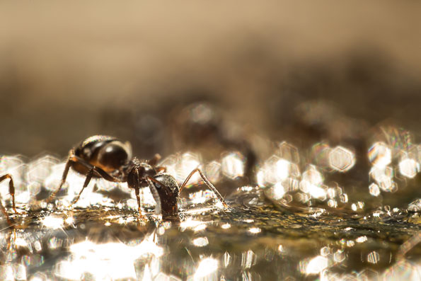 Ant at water puddle macro